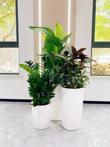 专业盆景租摆,宁波北仑的绿色之选